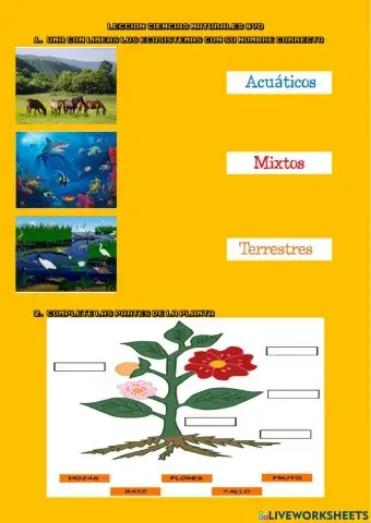 Leccion ciencias naturales