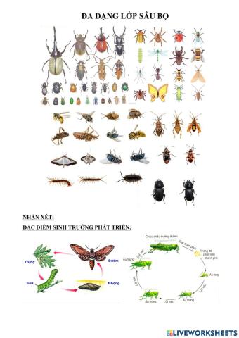 Bài 28. đa dạng lớp sâu bọ