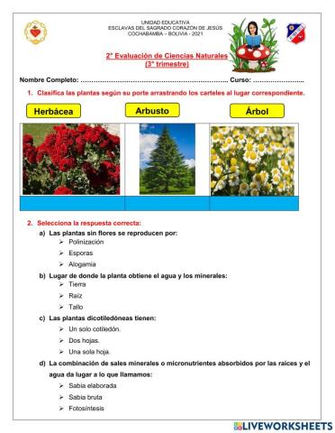 Evaluación de las plantas
