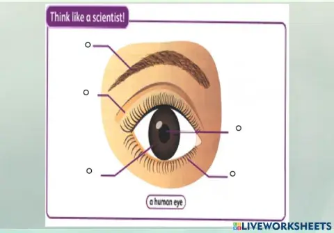 Parts of the eye spelling