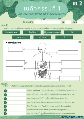 ใบกิจกรรมที่ 1 อวัยวะและหน้าที่ของอวัยวะในระบบย่อยอาหาร