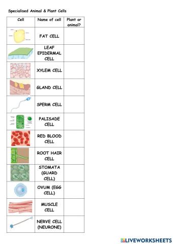 Specialized cells