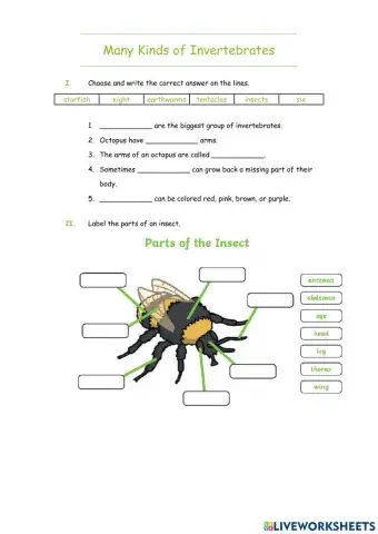 Many Kinds of Insects