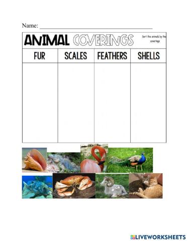 Animal Coverings