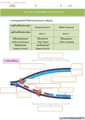 การจำลอง dna