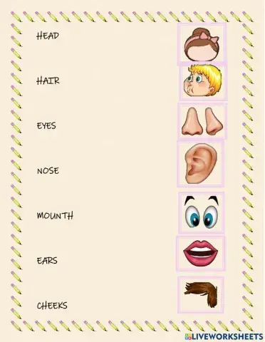 Partes de la cara en ingles