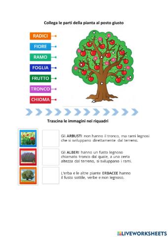 Le parti della pianta