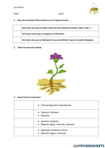 Examen plantes