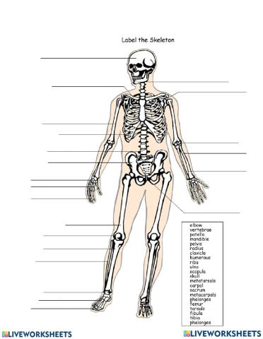 The Skeletal System
