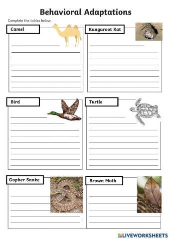 Behavioral Adaptation