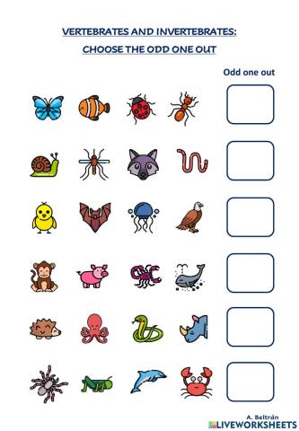 Vertebrates and invertebrates: choose the odd one out