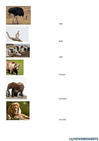 Vertebrates and invertebrates II