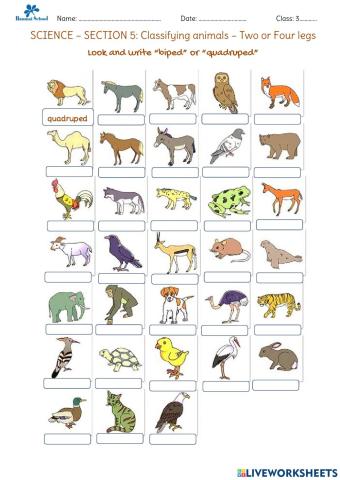 Science: Classifying animals