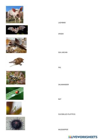 VERTEBRATES and invertebrates IV