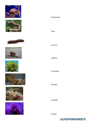 Vertebrates and invertebrates