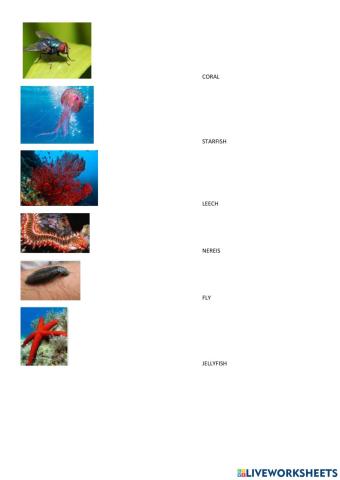 Vertebrates and invertebrates vi
