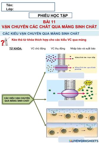 Si10 VẬN CHUYỂN CÁC CHẤT QUA MÀNG SINH CHẤT