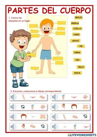Las partes del cuerpo