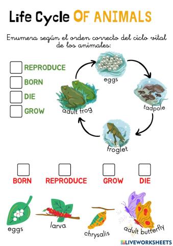 Life cycle Animals