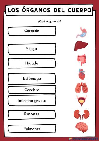 Organos del cuerpo