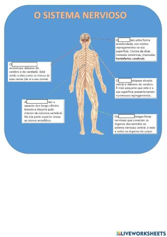 Sistema nerviosos