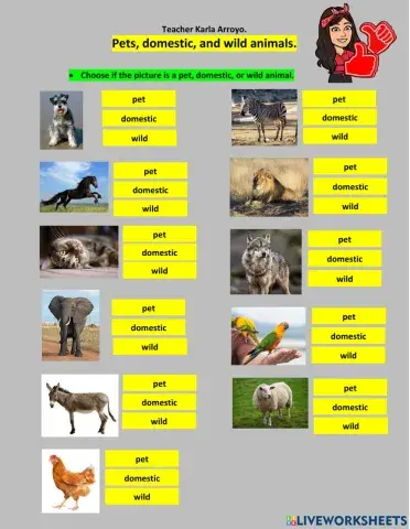 Pet, domestic, wild animals