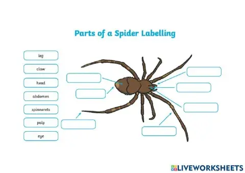 Parts of a Spider