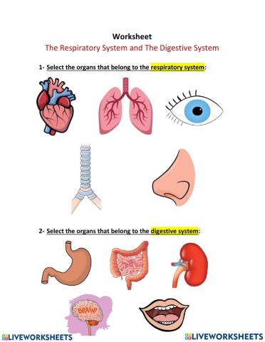 Respiratory and Digestive Systems