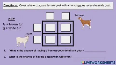 Punnett Square Practice
