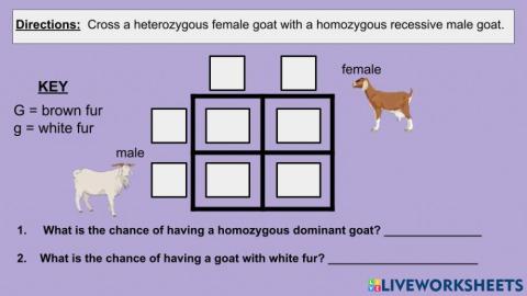 Punnett Square Practice