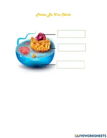 Partes de la celula