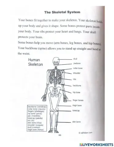 The Skeletal System