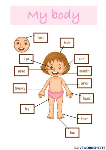 Name the body parts