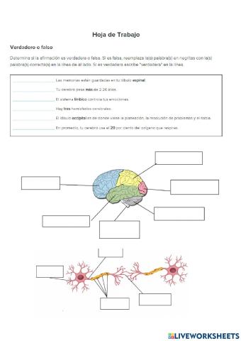 Cerebro y neurona