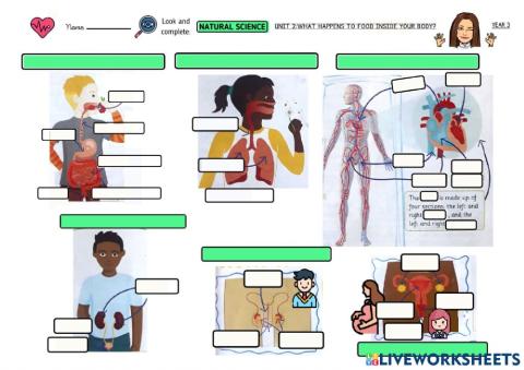 Unit 2:what happens to food inside your body?