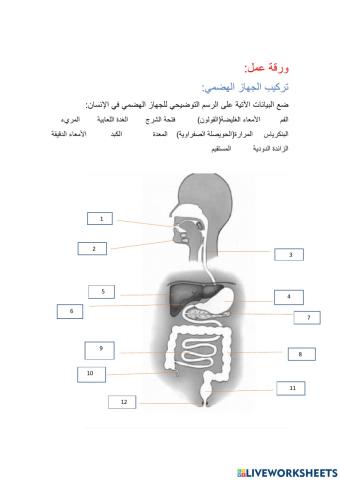 تركيب الجهاز الهضمي..... أ.فاطمه محمد الصبحية..سلطنة عمان 