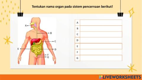 Kuis Sistem Pencernaan manusia