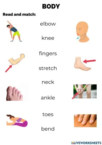 Joints and body movements