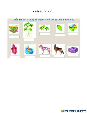 Các cấp độ tổ chức cơ thể