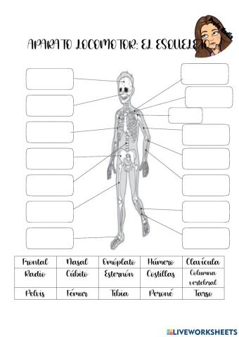 Aparato locomotor 1: el esqueleto