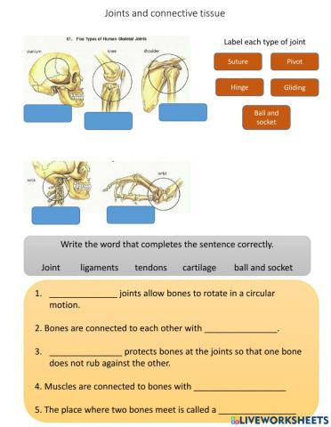 Joints and Connective tissue