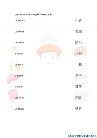 Partes del cuerpo 2 español-chino tradicional