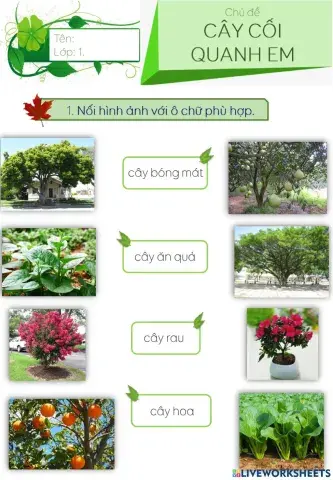 TNXH 1 Chủ đề Cây cối quanh em (tt)