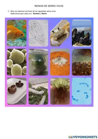 Reinos de seres vivos