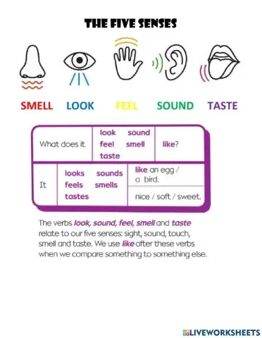 The five senses