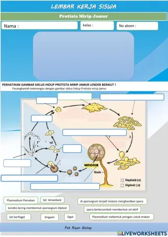 Protista Mirip Jamur