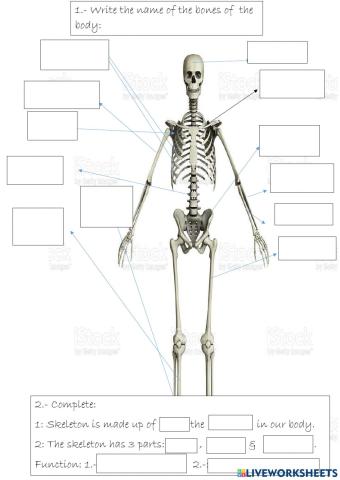 The skeleton and his parts
