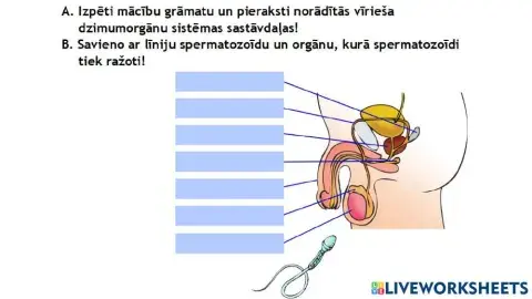 Darba lapa -Vīrieša dzimumorgānu sistēmas uzbūve-