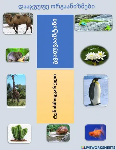 Სითბოს სიყვარული