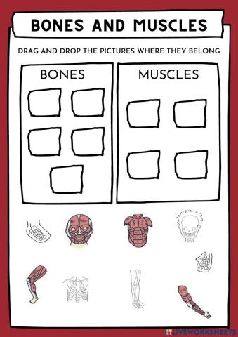 Bones and muscles